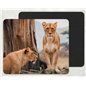 african lioness Mouse Mat african lioness Mouse Mat